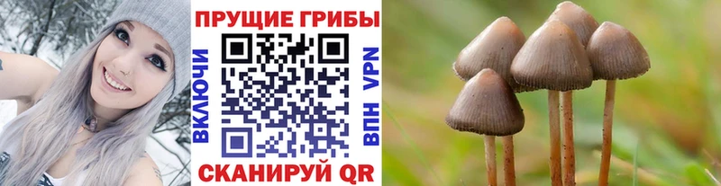 Галлюциногенные грибы мицелий  купить наркотики цена  Верея 